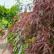 Acer palmatum 'Tamukeyama' (Weeping Cutleaf Japanese Maple)