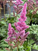 Astilbe chinensis 'Visions' / Astilbe — Franks Perennial Border