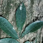 Carya aquatica ~ Water Hickory