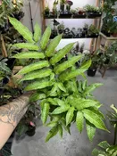 Coniogramme Emeiensis Golden Zebra — Seattle Plant Daddy