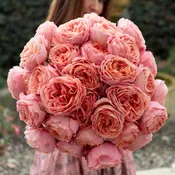 Always in Bloom™ Garden Rose Subscription