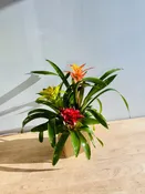 Bromeliad Trio