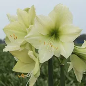 Amaryllis, Luna