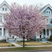 Autumn Cherry Tree - 'Autumnalis'
