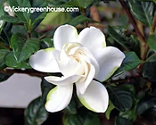 Gardenia Bush