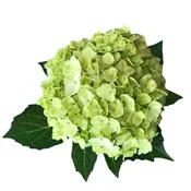 Hydrangeas Select Lime  – 40 stems per box