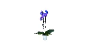 Colorfuze Orchid Plant Purple Fusion