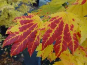 Acer japonicum 'Giant Moon' Full Moon Japanese Maple