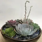 Succulent Planter