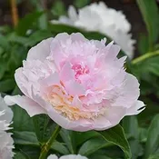 Peony 'Raspberry Sundae'  Bare Root — Gardenwerks
