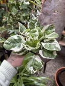 Epipremnum Aureum Njoy — Seattle Plant Daddy