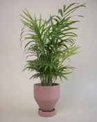 Air Purifying Plant