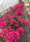 Bougainvilleas — Chapmans Flowers 931-363-1542