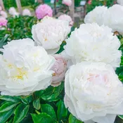Blush Queen Peony