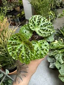 Begonia Ferox — Seattle Plant Daddy