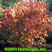 American Hazelnut – Seedlings