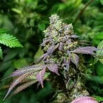 Bruce Banner Grape Feminized Seeds - Kind Seed Co