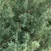 Arizona Cypress "Carolina Sapphire"