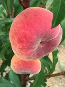 10 Gal Fruit Tree Peach