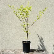 Acer palm dis 'Seiryu'