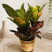 Croton Plant