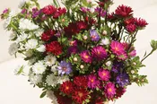 Aster callistephus chinensis ‘Serenade Mix”