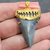 18K Gold Plated Cap Extinct Great White Tooth Necklace Pendant – EGWGLDCAP-7