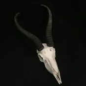 SPRINGBOK SKULL — The Strange And Unusual