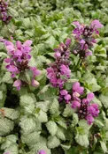 Lamium, Red Nancy Plug Flat
