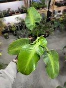 Philodendron Rugosum 'Pig Skin' — Seattle Plant Daddy