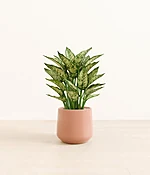 Aglaonema Snow White