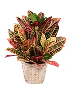 SMALL CROTON