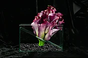 Calla Sway