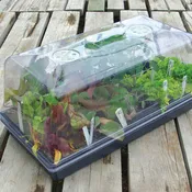 7" DOME PROPAGATION KIT