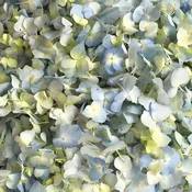 Antique Blue Fresh Hydrangea Flower Petals