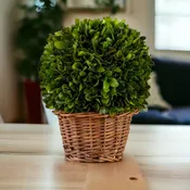 6" Preserved Boxwood Ball in Basket