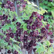 AKEBIA Chocolate Vine (tripod) #5