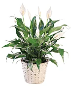 BLOOMING PEACE LILY