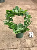 6″ Hoya, Topiary Ring