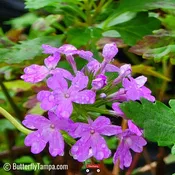 Beach Verbena (Glandularia maritima) - 1 Gallon