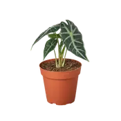 Alocasia Amazonica 'Bambino'