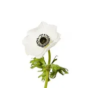 Anemone Flowers 100 stems