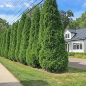 American Pillar Arborvitae - Thuja