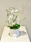 Multiple Orchids, short