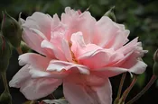 Albertine