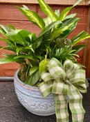 10" DISHGARDEN