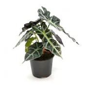 Alocasia Amazonica 'Polly' 6 IN