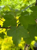 Acer rubrum 'Redpointe' (Red Maple) Tree