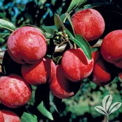 Bruce Plum