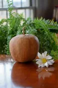 Apple Gourd Seed